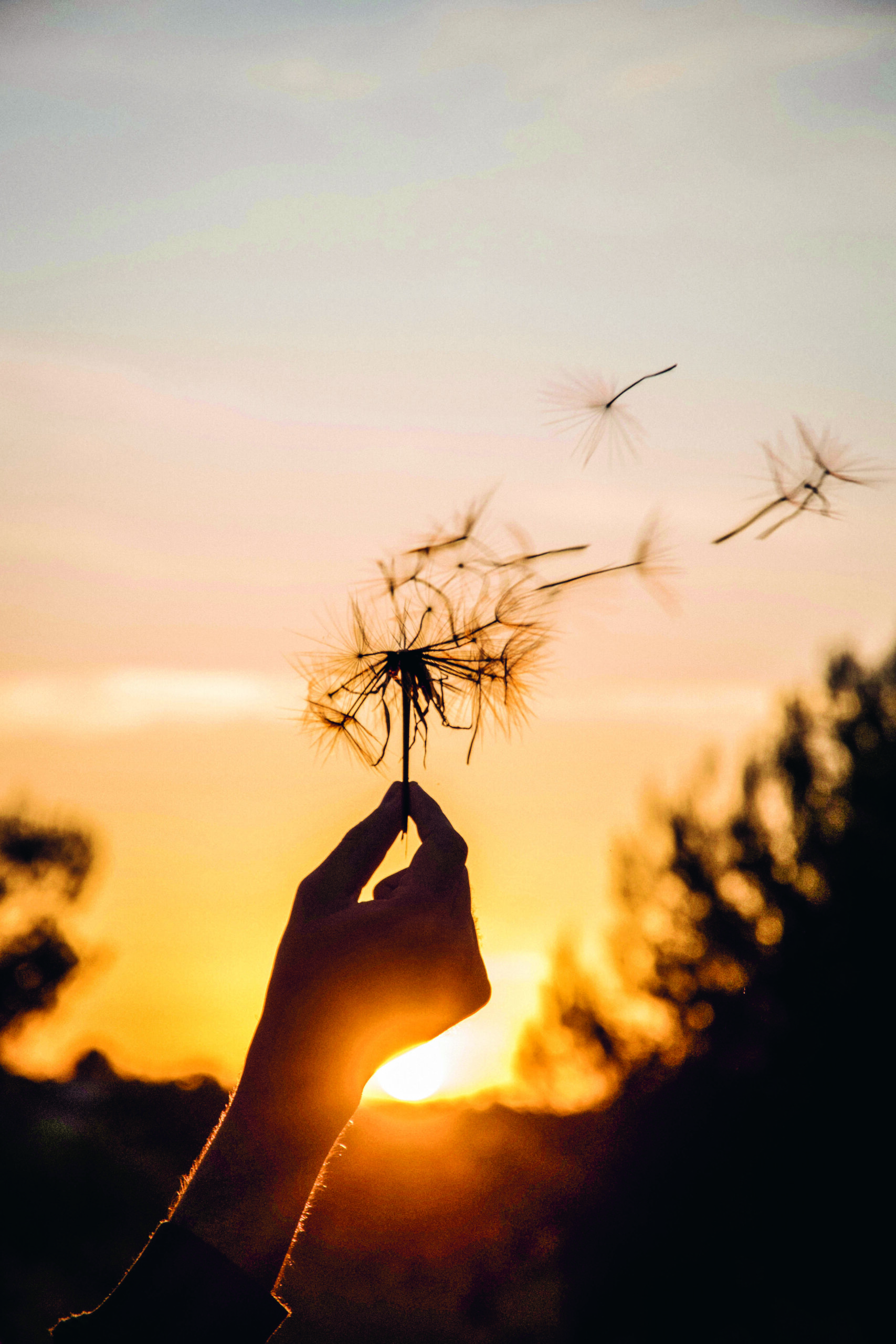 Pusteblume bei Sonnenuntergang